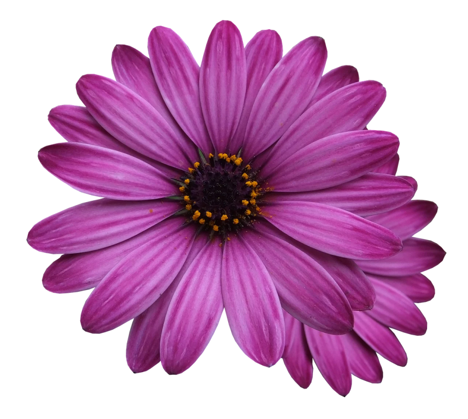 a purple flower on a white background