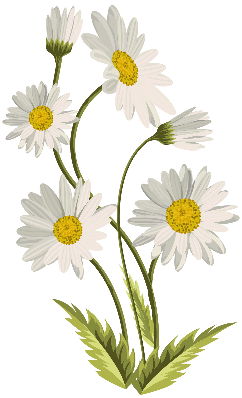 a bunch of white flowers on a white background