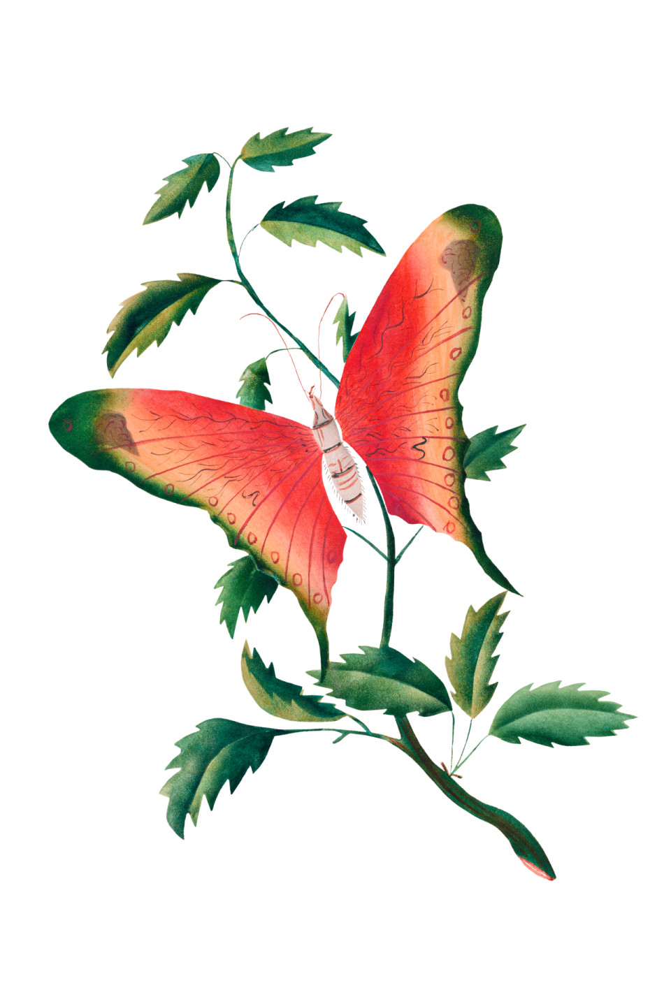 a red butterfly sitting on top of a plant