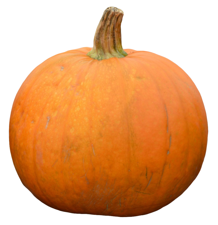 a large orange pumpkin on a white background