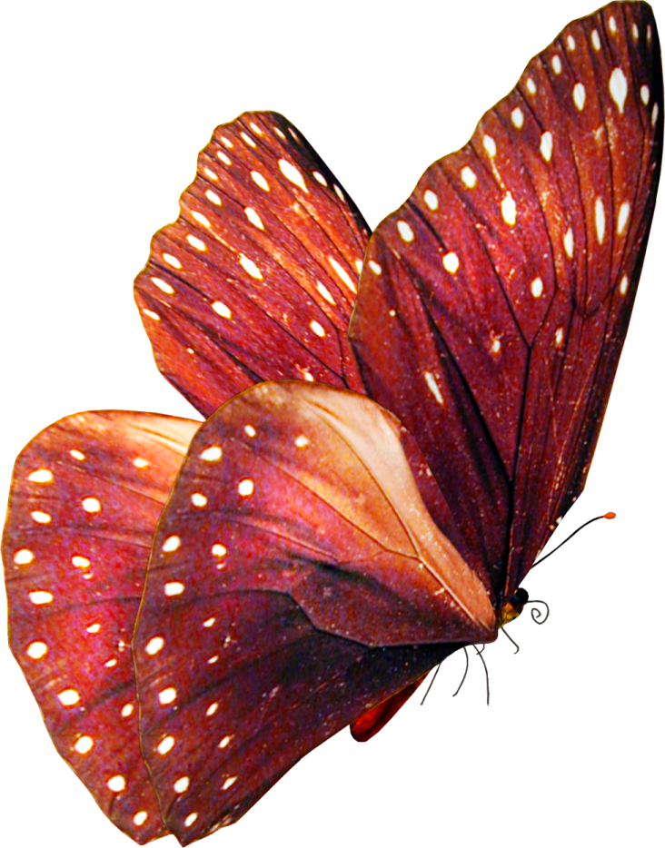 a red butterfly with white spots on its wings