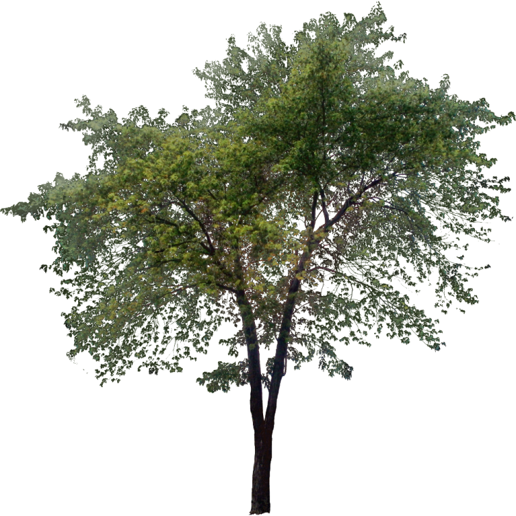 a tree on a white background