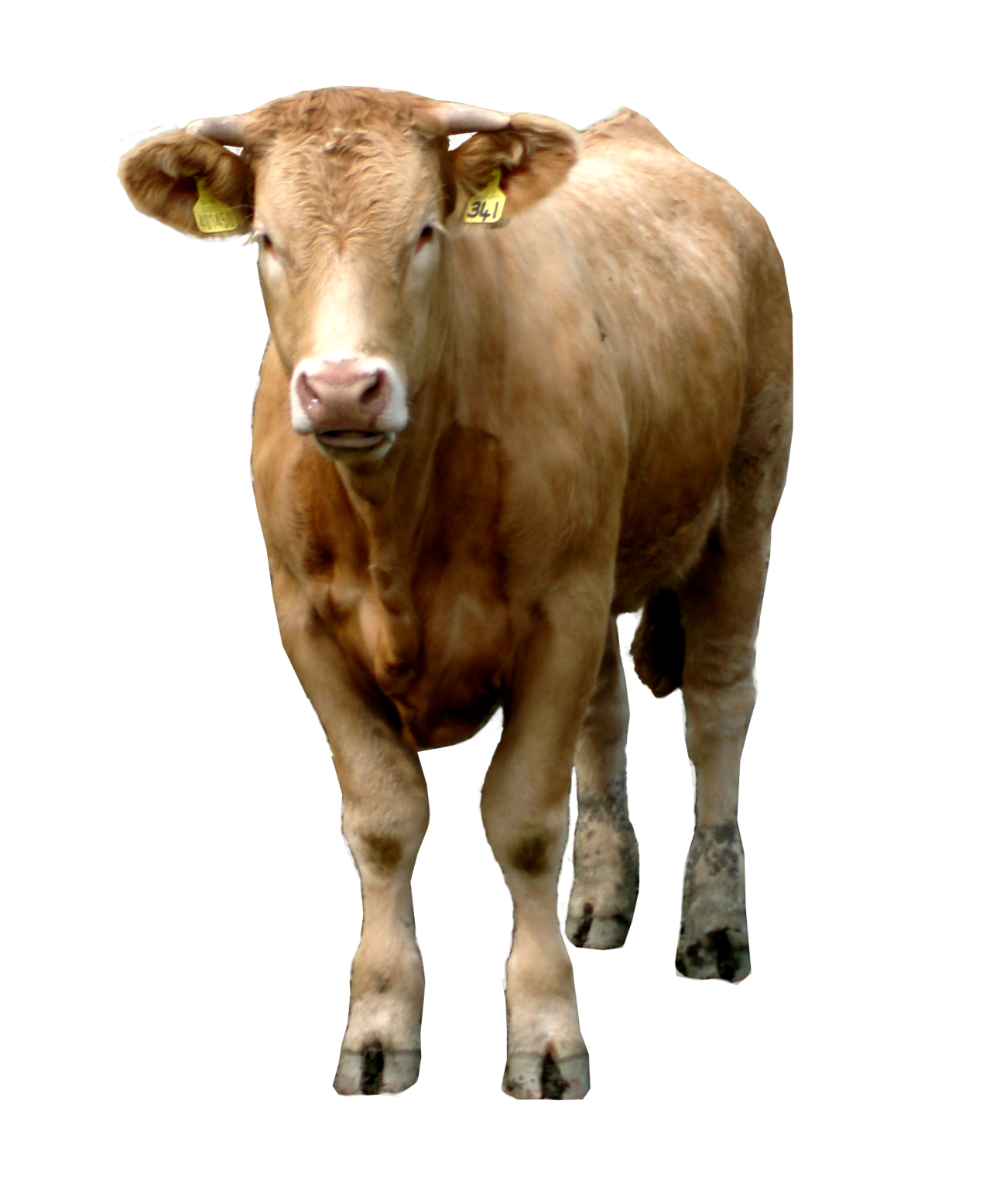 a brown cow standing in front of a white background