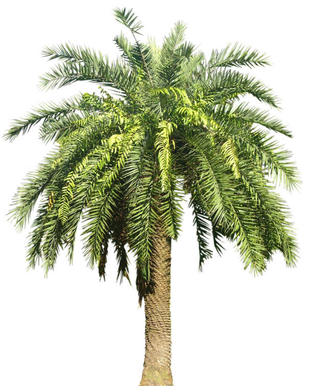 a palm tree on a white background