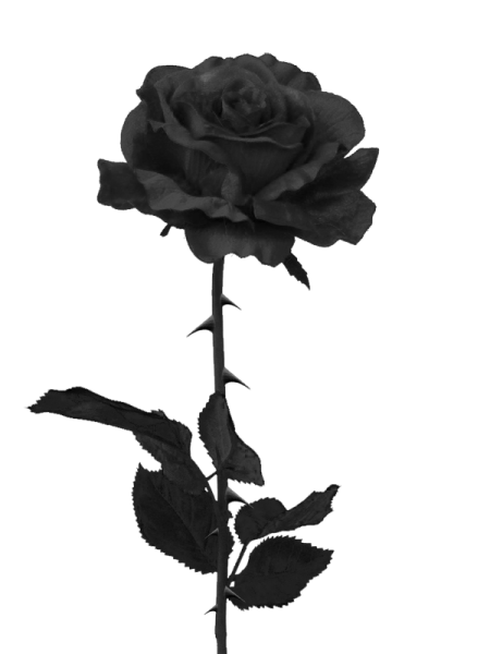a black rose on a white background