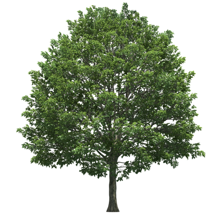 a tree on a white background