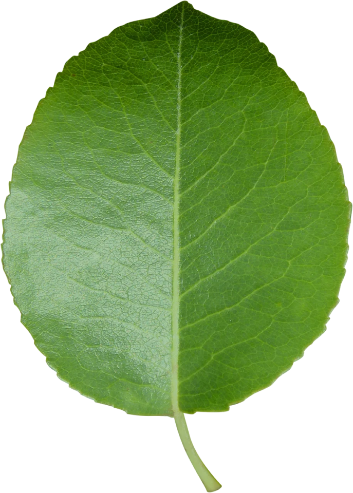 a green leaf on a white background