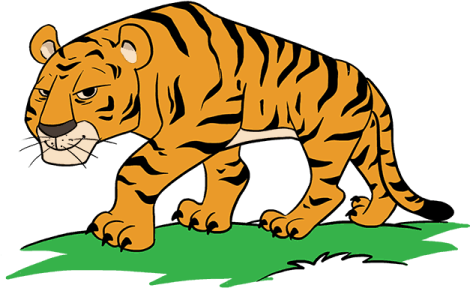 a tiger walking in the grass