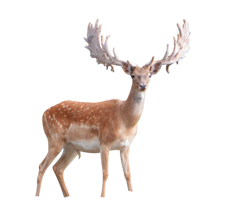 a deer standing in front of a white background