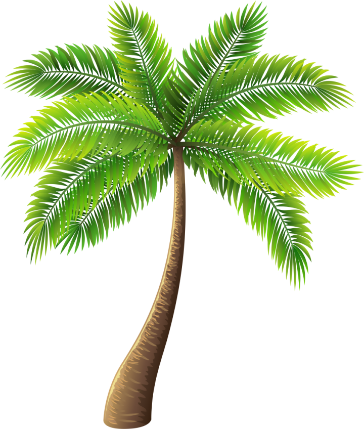 a palm tree on a white background