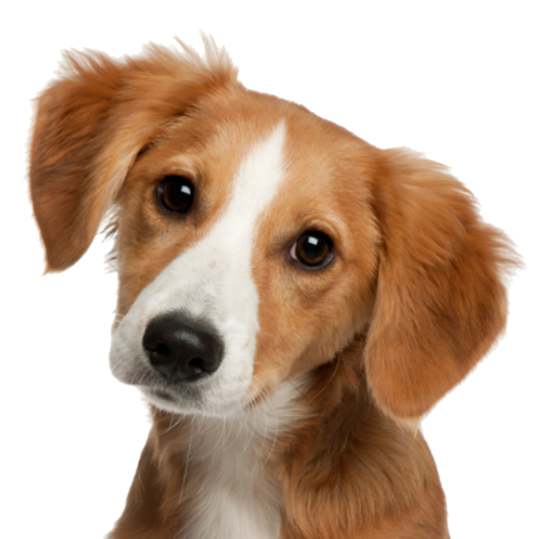 a brown and white dog looking at the camera