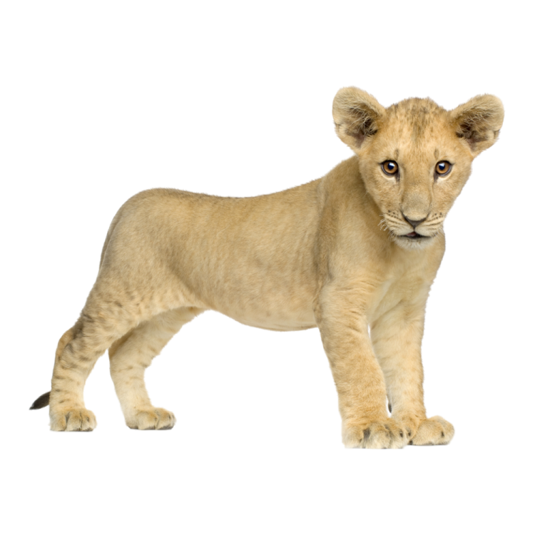 a small lion cub standing on a white background