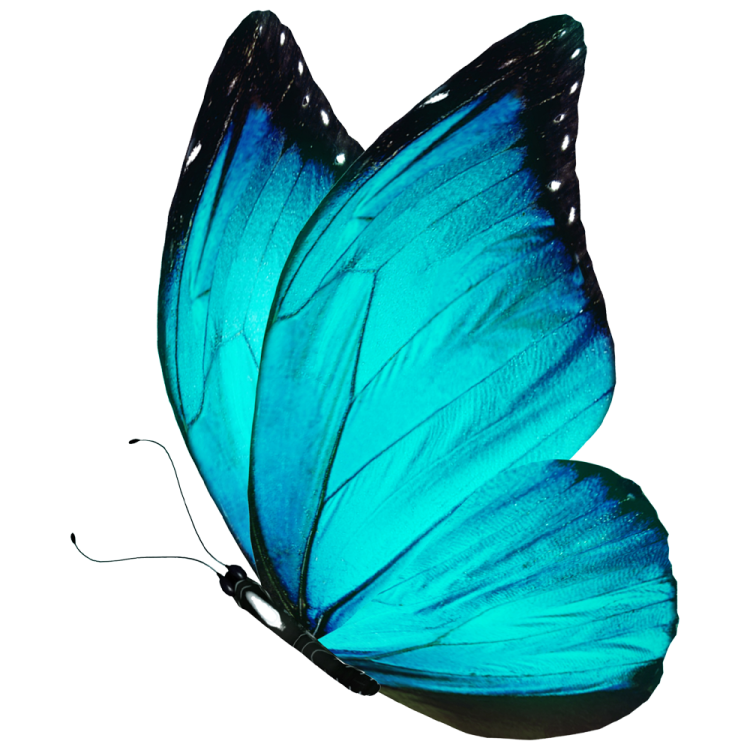 a blue butterfly on a white background