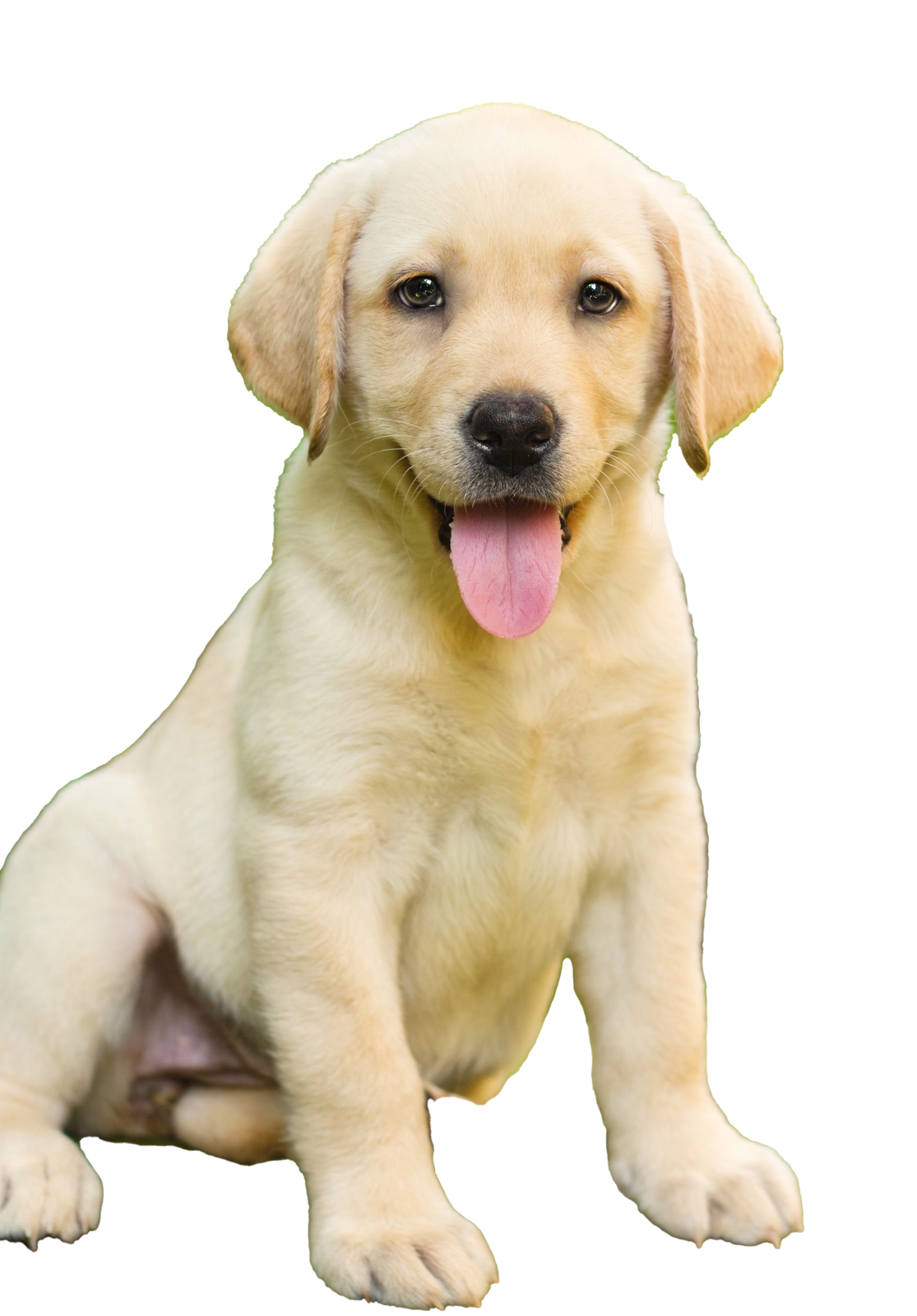 a puppy sitting down with its tongue out
