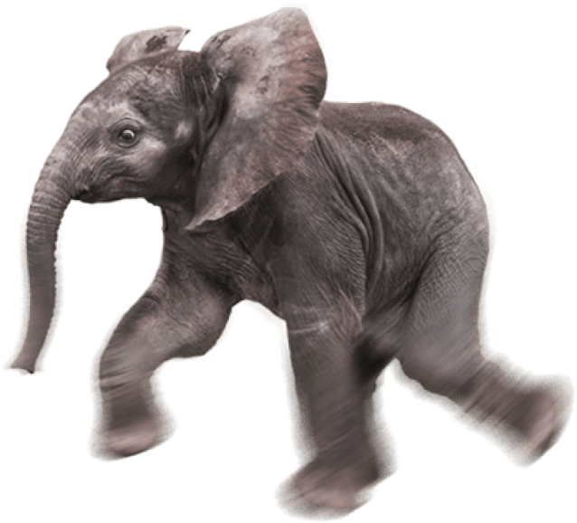 a baby elephant walking across a white surface