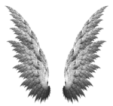 a pair of wings