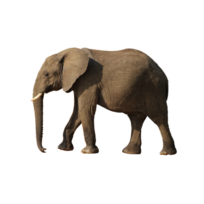 an elephant walking on a white background