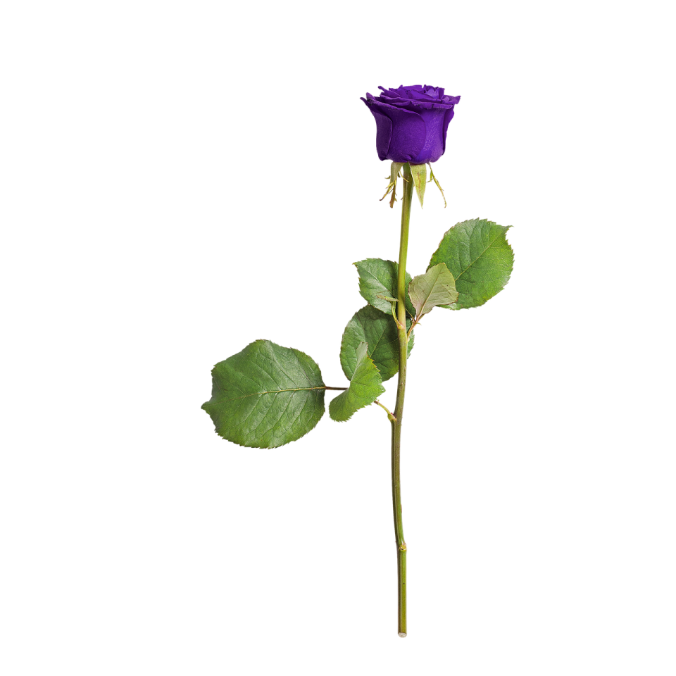 a single purple rose on a white background
