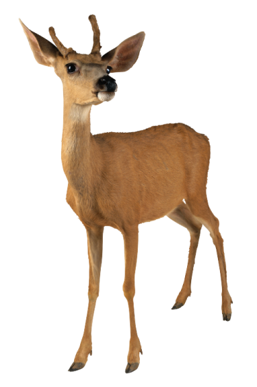 a small deer standing in front of a white background