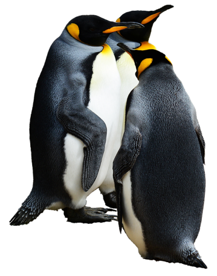 two penguins standing next to each other penguins