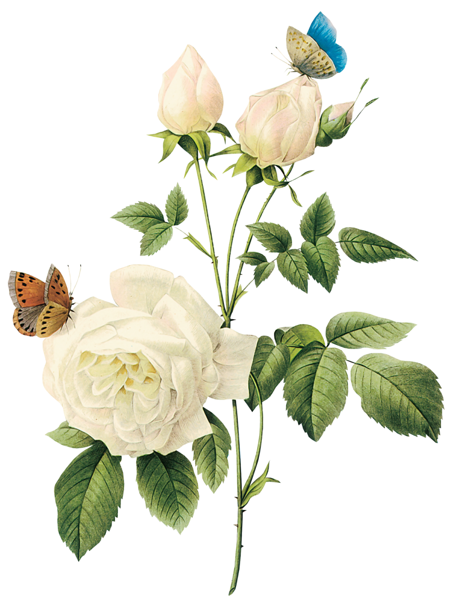 a white rose with a butterfly on it