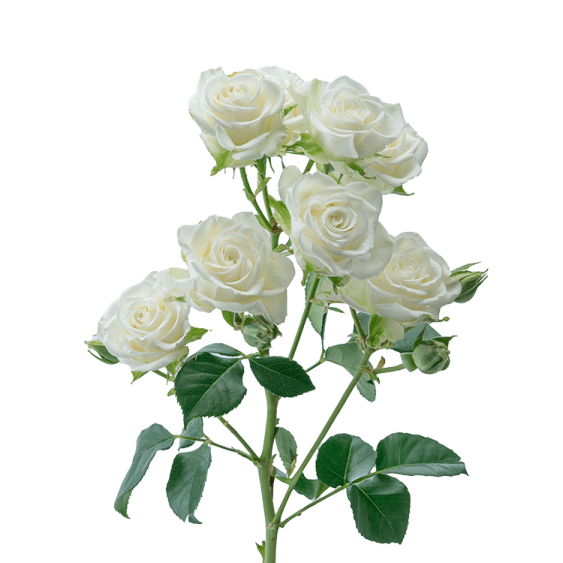 a bunch of white roses on a white background