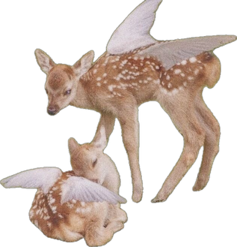 a baby deer laying next to an adult deer