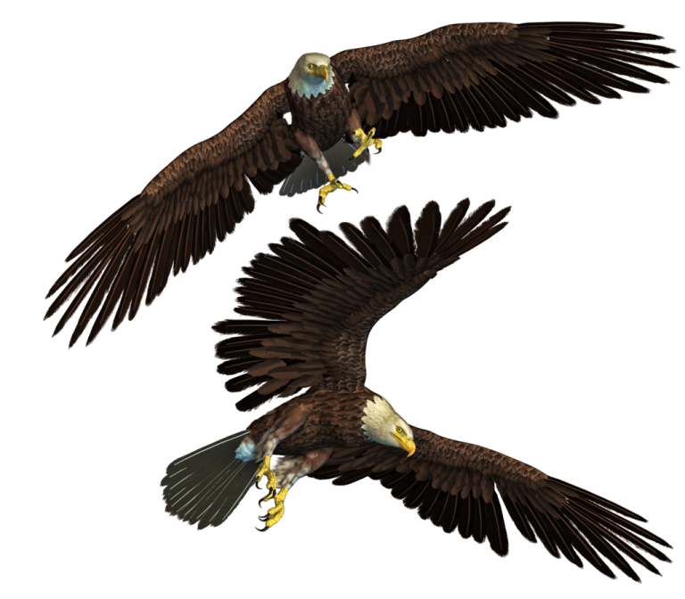 two eagles flying side by side