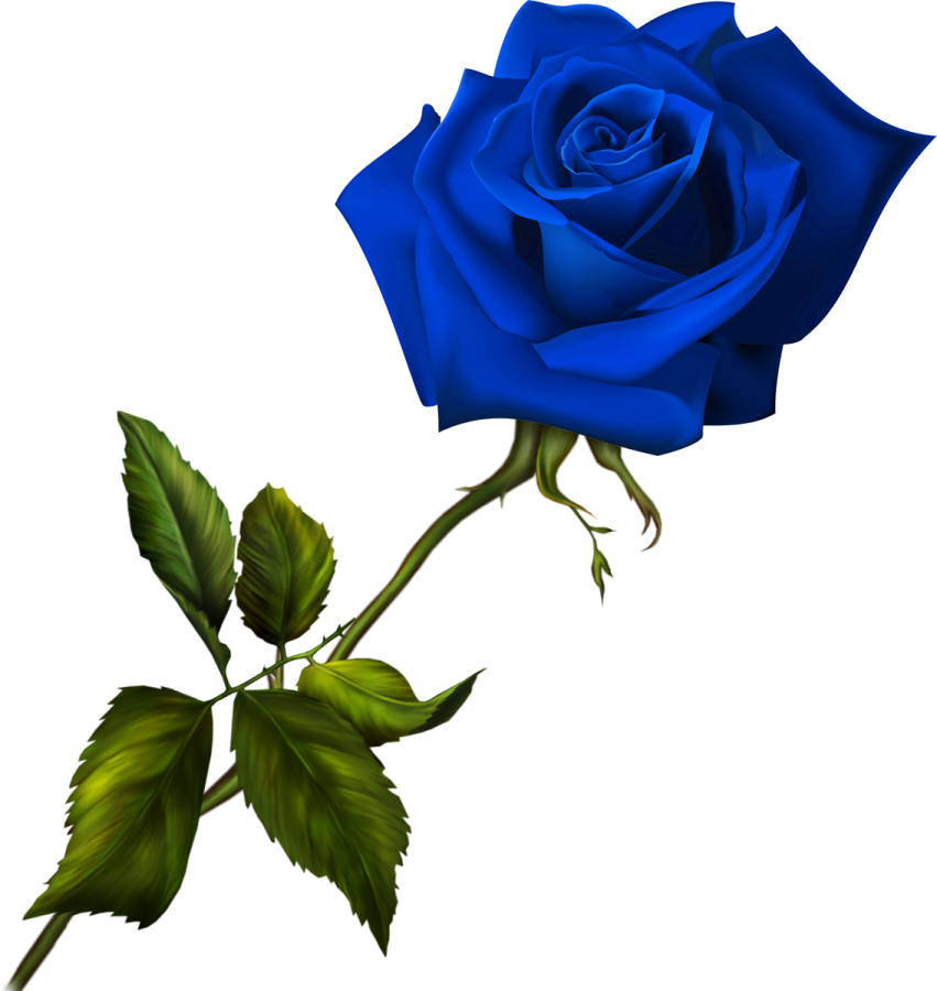 a blue rose on a white background