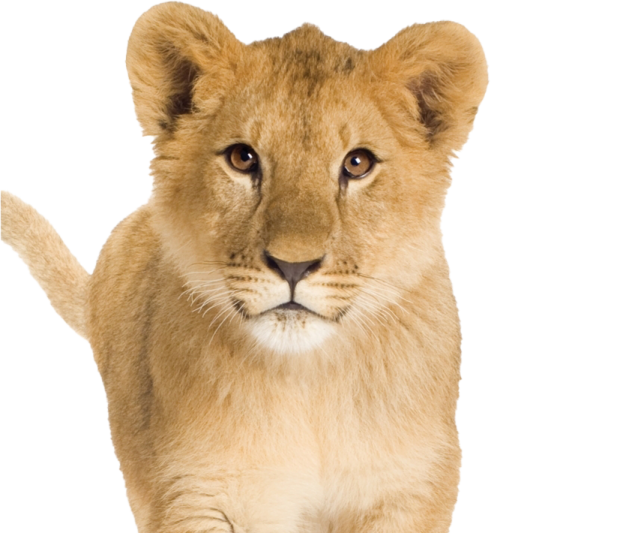 a small lion cub