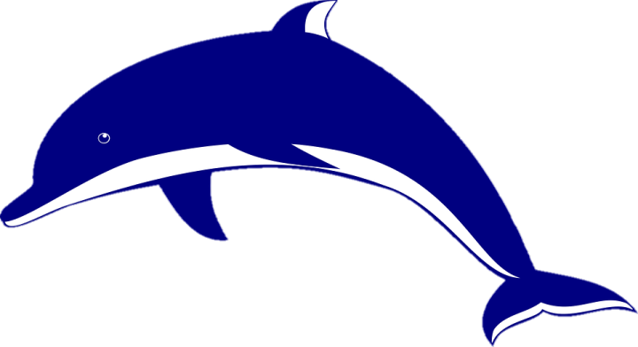 a dolphin jumping out of the water