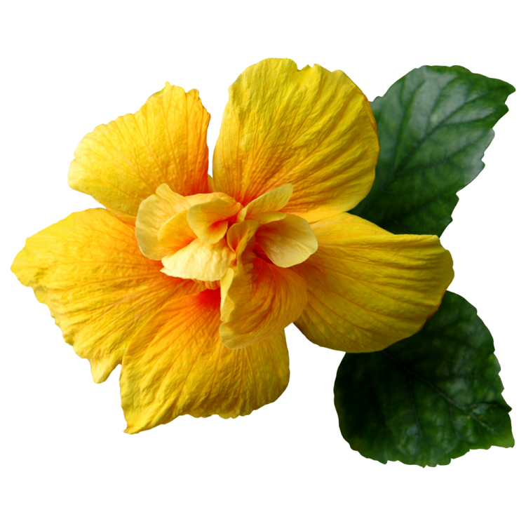a yellow flower with green leaves on it