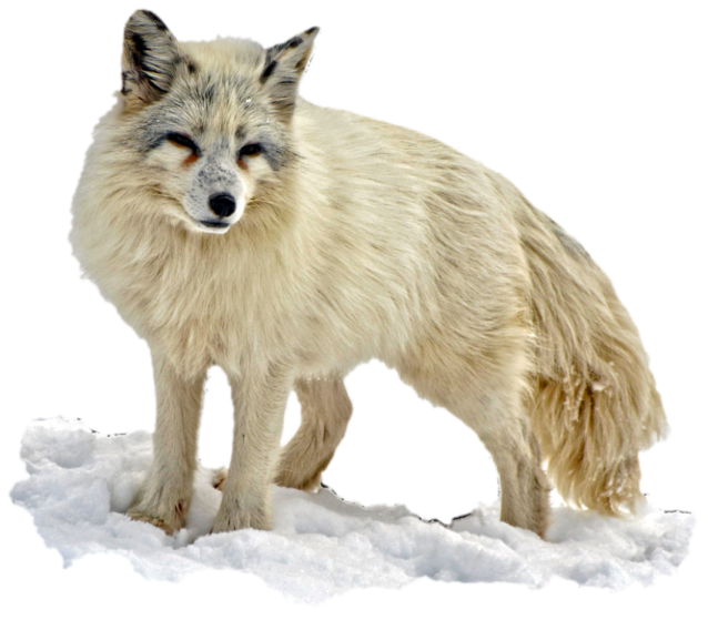 a white fox standing in the snow