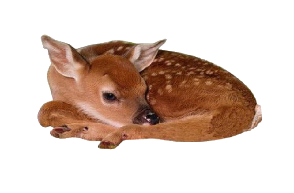 a baby deer is laying down on the ground