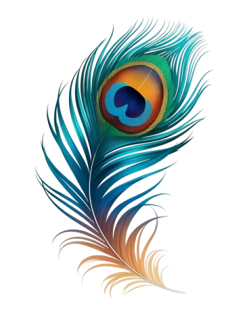 a peacock feather on a white background