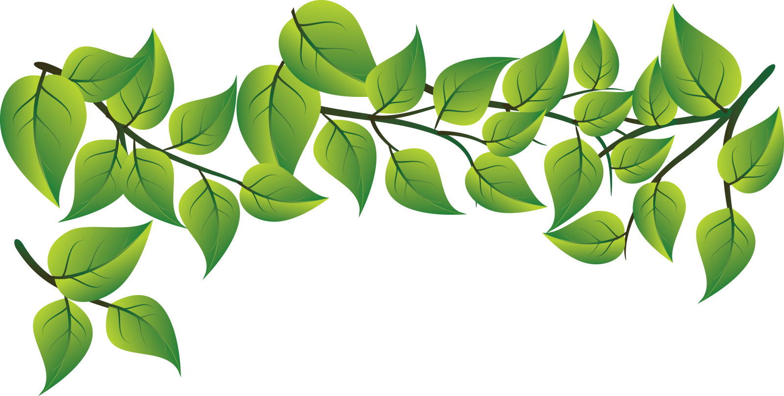 a branch with green leaves