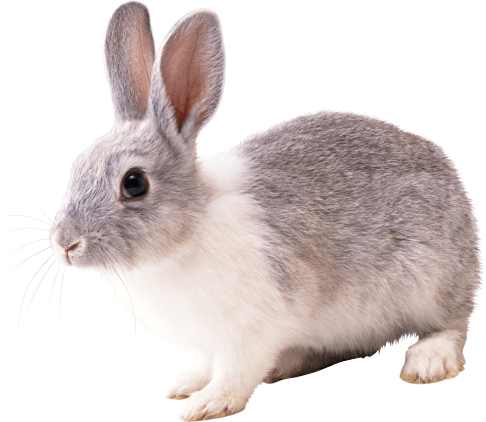 a gray and white rabbit on a white background