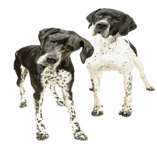 two black and white dogs standing side by side