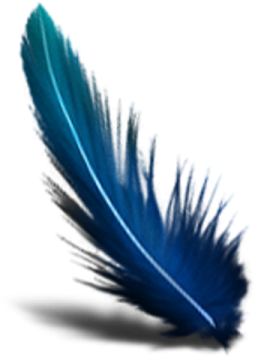 a blue feather on white background