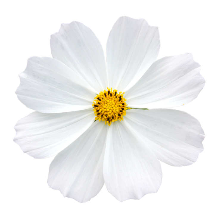 a white flower with yellow center