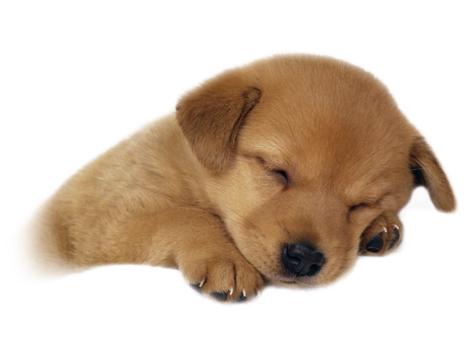 a puppy is laying down on the ground