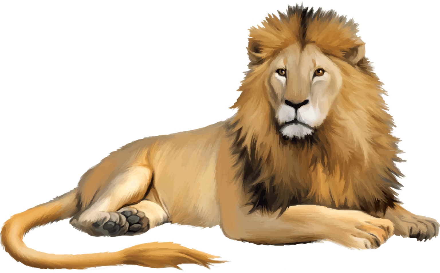 a drawing of a lion laying down