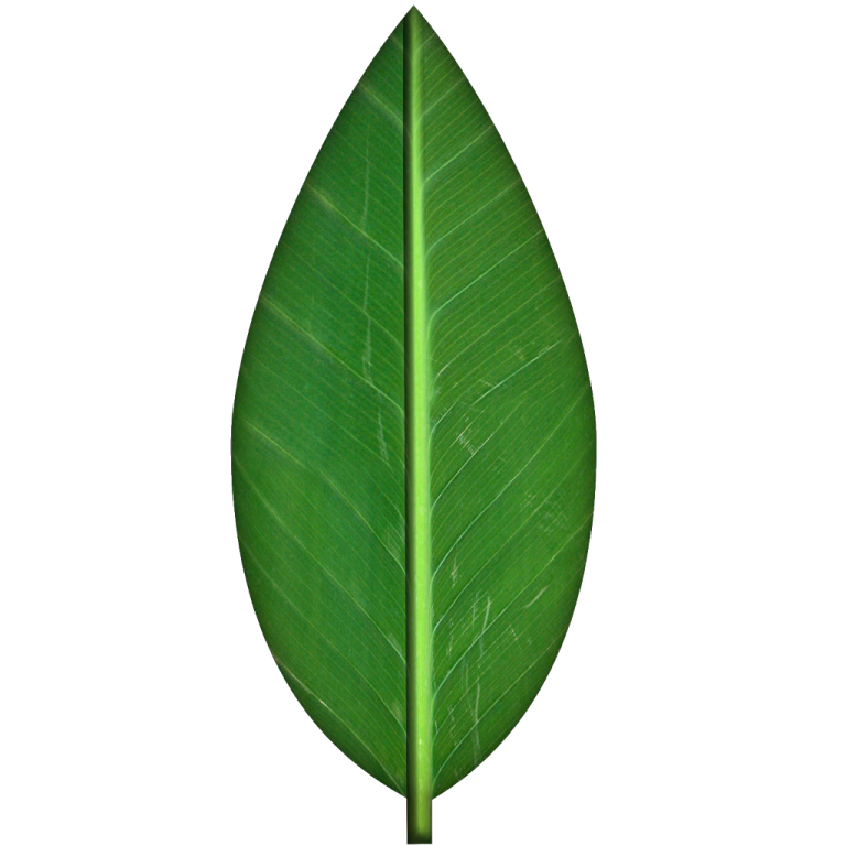 a green leaf on a white background