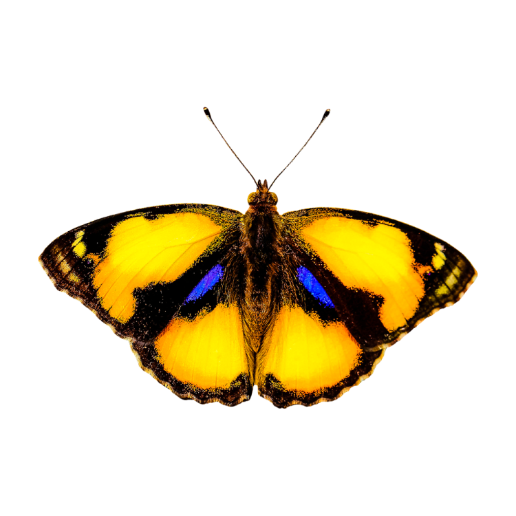 a yellow butterfly on a white background