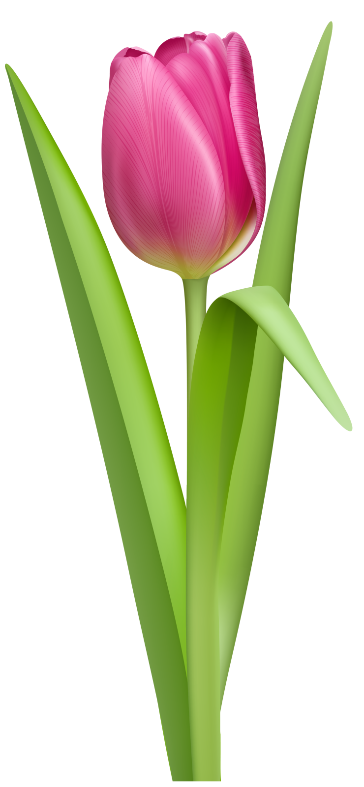 a pink tulip on a white background