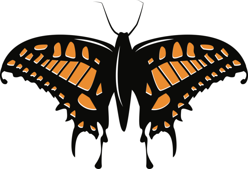 a butterfly with orange and black wings