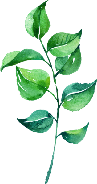 a watercolor painting of a green leaf