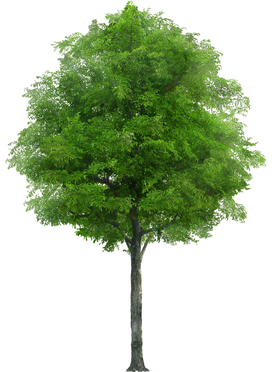 a tree on a white background