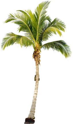 a palm tree on a white background