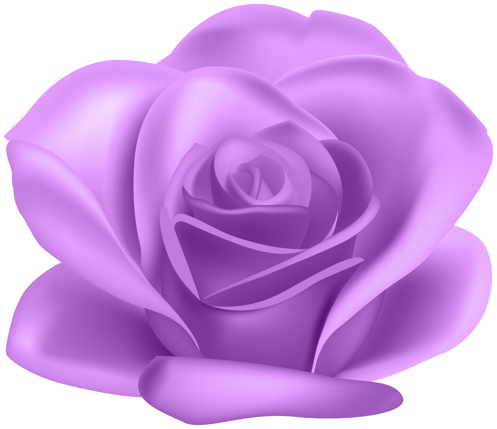 a purple rose on a white background